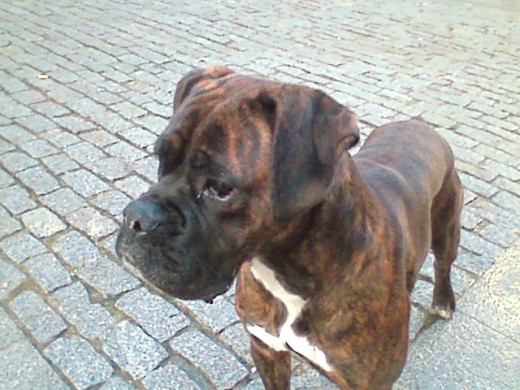 mi precioso boxer